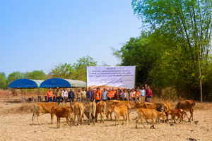 LXML Handovers Livestock to Disadvantaged Families around the Sepon Mine
